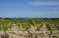 Vi de la terra de Formentera - Galeria d'imatges - Illes Balears - Productes agroalimentaris, denominacions d'origen i gastronomia balear