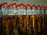 LICORES ANISETA - Illes Balears - Productes agroalimentaris, denominacions d'origen i gastronomia balear